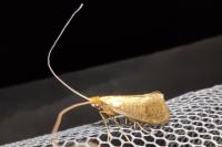 Nematopogon metaxella