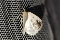 Lomographa temerata