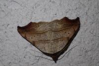 Laspeyria flexula