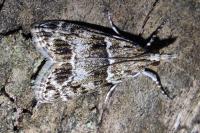 Eudonia mercurella