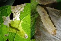 Acrolepia autumnitella