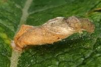 Coleophora lusciniaepennella