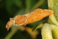 Coleophora lusciniaepennella