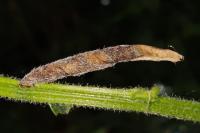 Coleophora calycotomella