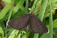 Odezia atrata