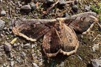 Saturnia pyri