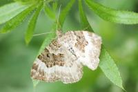 Epirrhoe alternata/rivata