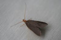 Eurodachtha pallicornella