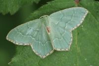 Hemithea aestivaria
