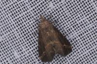 Schrankia costaestrigalis