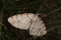 Aethalura punctulata