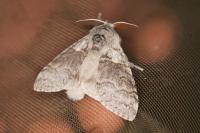 Calliteara pudibunda