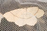 Cyclophora punctaria