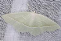 Campaea margaritaria