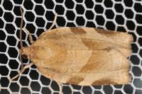 Choristoneura hebenstreitella