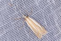 Crambus pascuella