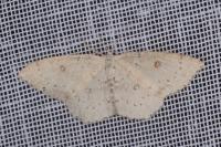 Cyclophora albipunctata