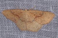 Cyclophora porata