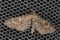 Eupithecia nanata