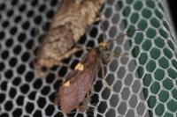 Incurvaria masculella