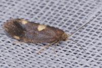 Incurvaria oehlmanniella