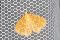 Hydrelia flammeolaria