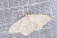 Idaea subsericeata