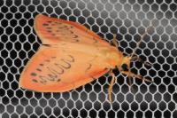 Miltochrista miniata