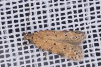 Pseudotelphusa paripunctella