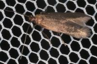 Monochroa tenebrella