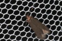 Monochroa tenebrella