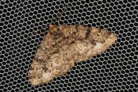 Parectropis similaria