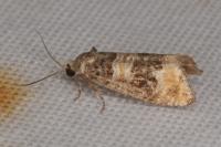 Piniphila bifasciana