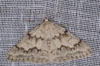 Pseudoterpna coronillaria