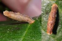 Coleophora serratella