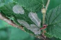 Phyllonorycter coryli