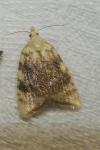 Aleimma loeflingiana