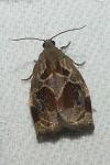 Archips crataegana