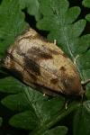 Archips crataegana