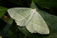 Campaea margaritaria