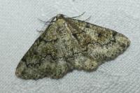 Cleorodes lichenaria