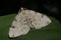 Colostygia pectinataria