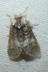 Drymonia dodonaea