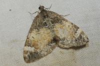 Dysstroma truncata