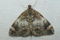 Dysstroma truncata