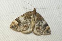 Dysstroma truncata