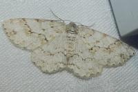 Ectropis crepuscularia