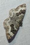Epirrhoe alternata
