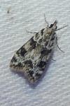 Eudonia delunella