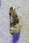 Hedya nubiferana